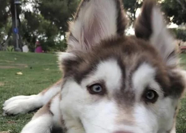 Un Husky con necesidades especiales inspira a los humanos a disfrutar de la vida sí o sí