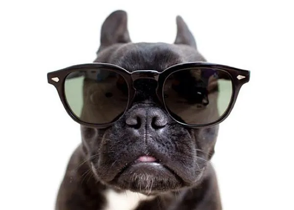 ¿Quieres que tu perro sea una estrella de instagram? Ponle gafas...