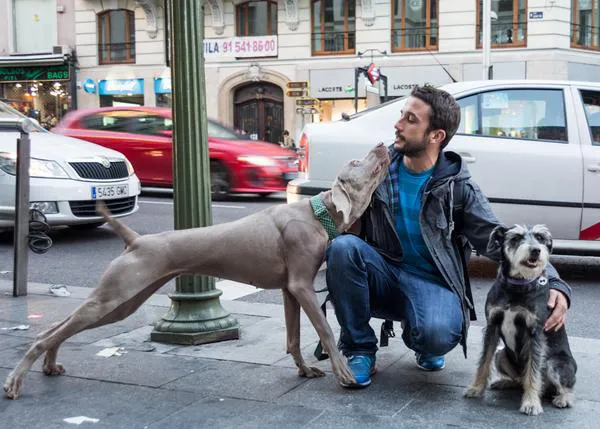Agenda SrPerro noviembre: fotos perrunas, mercados con mucho arte...