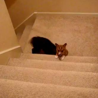 Métodos perrunos para subir las escaleras: buscar a un amigo …