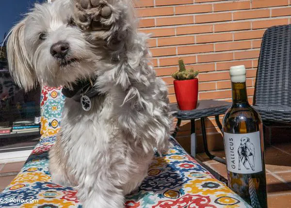 El vino extra perruno y solidario: el 50% de las ventas de Gallicus son para la protectora Galgos & Friends