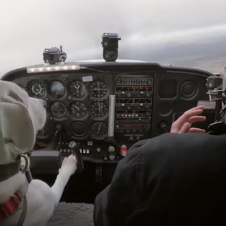 Los perros vuelan en avión, como pasajeros y... ¡como pilotos!