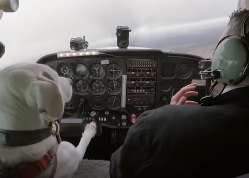 Los perros vuelan en avión, como pasajeros y... ¡como pilotos!