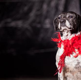 Un novedoso santuario canino, sin jaulas, ayuda a los animales …