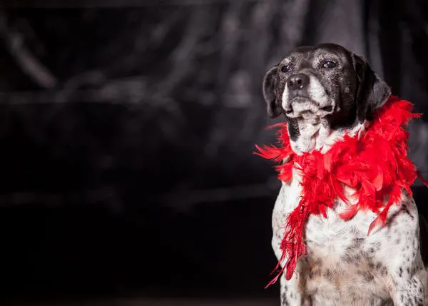 Un novedoso santuario canino, sin jaulas, ayuda a los animales en Bulgaria: Every Dog Matters