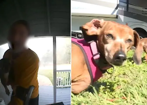 Un héroe anónimo salva a dos perros, un gato y un conejo de un incendio