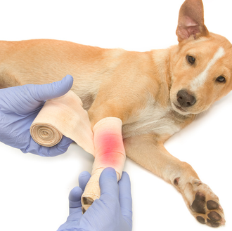 Heridas y traumatismos: consejos y primeros auxilios antes de ir …