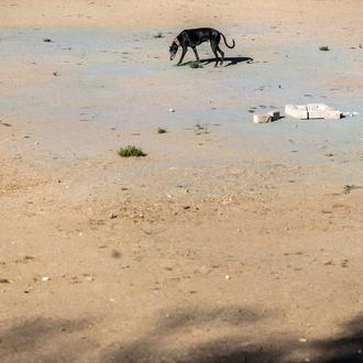 ¿Quieres evitar una mayor desprotección de los perros de caza …