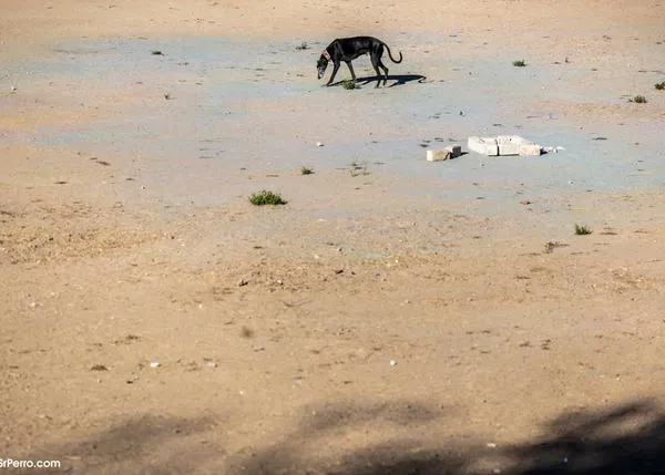 ¿Quieres evitar una mayor desprotección de los perros de caza y trabajo? ¡¡Solo tenemos hasta el 11 de febrero!!