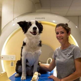 Los perros aprenden a diferenciar nuevas palabras de forma muy …