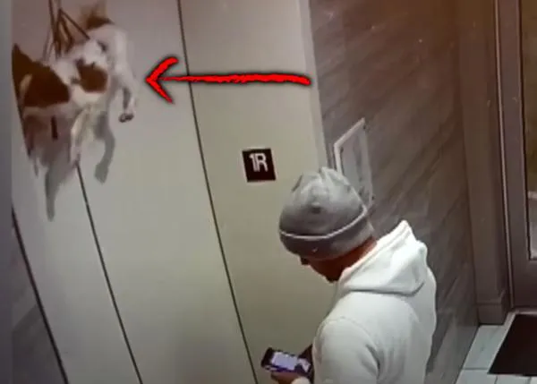 El peligro de las correas extensibles y los ascensores: un pequeño perro salvado gracias a su arnés
