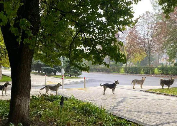 La historia tras la increíble imagen de los perros de la calle en Ucrania que hacen cola para comer