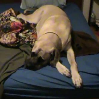 Los perros también saben lo que es el lunes por …