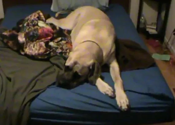 Los perros también saben lo que es el lunes por la mañana, que se lo digan a Lincoln