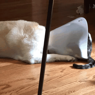Un perro con el 