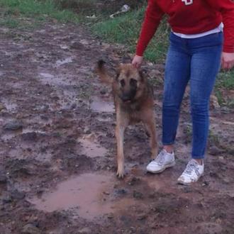 Las protectoras de Cantabria piden ayuda: hay perros y animales …