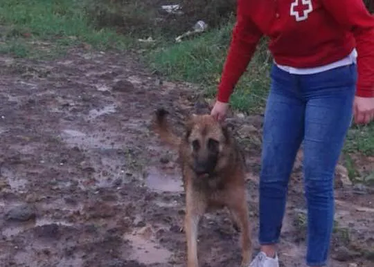 Las protectoras de Cantabria piden ayuda: hay perros y animales atados que corren el riesgo de ahogarse
