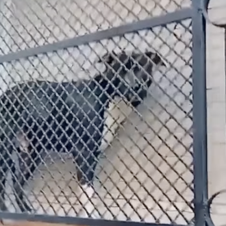 Un caso de maltrato animal con 