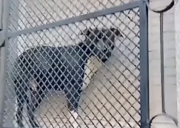 Un caso de maltrato animal con 