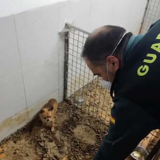 250 animales muertos y 171 rescatados en muy malas condiciones …