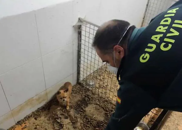 250 animales muertos y 171 rescatados en muy malas condiciones en un criadero ilegal en A Coruña