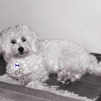 Nuevos amigos de SrPerro: Nina, una linda Bichón Maltés que …