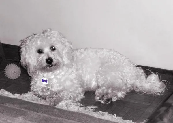 Nuevos amigos de SrPerro: Nina, una linda Bichón Maltés que está de estreno