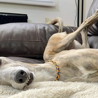 Una galga requetelista deja boquiabiertos a sus humanos: descubren cómo …
