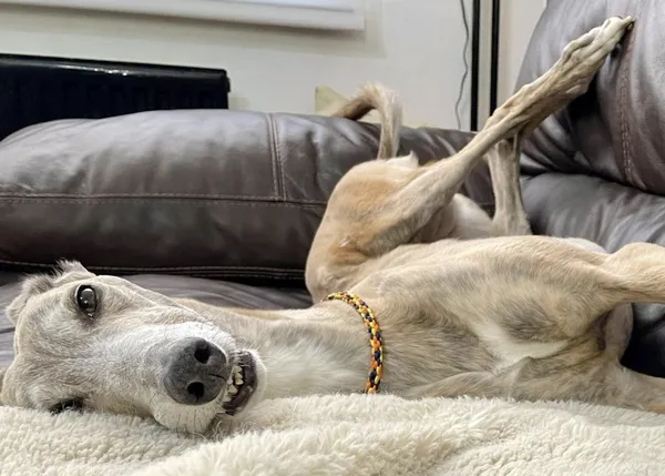 Una galga requetelista deja boquiabiertos a sus humanos: descubren cómo se fabrica una cama doble ella sola :-)