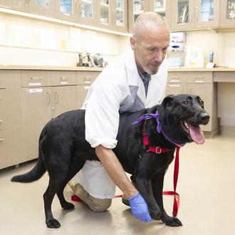 Los perros con tumores cerebrales viven más tiempo si reciben …