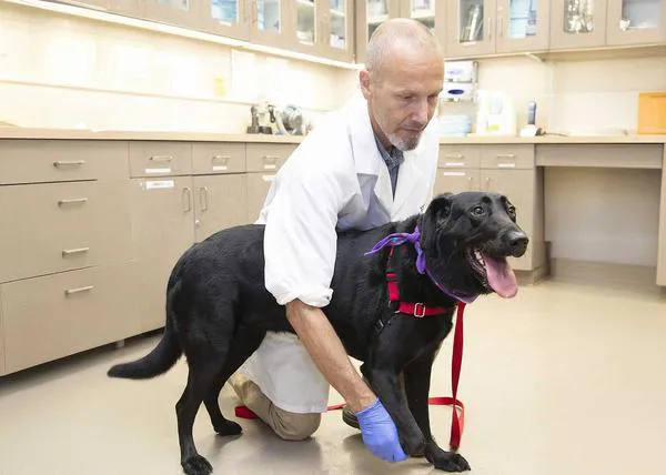 Los perros con tumores cerebrales viven más tiempo si reciben radiación que si son operados