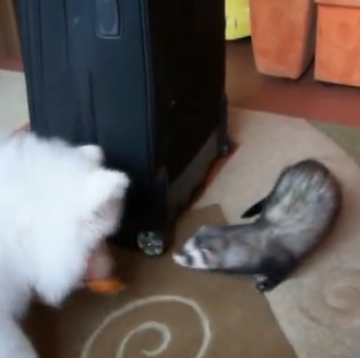 Un samoyedo y un hurón persiguiendo el mismo juguete... ¿quién …