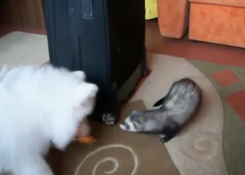 Un samoyedo y un hurón persiguiendo el mismo juguete... ¿quién ganará?