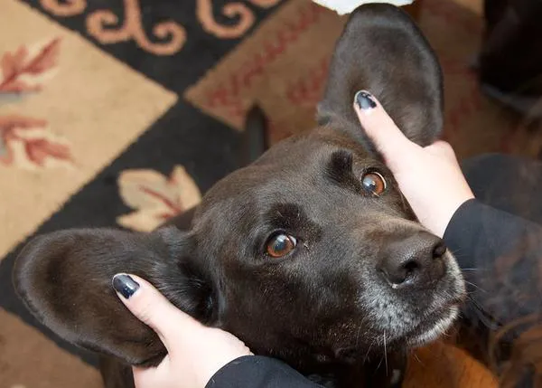 El miedo en perros NO se refuerza o porqué puedes acariciar a tu can si lo está pasando mal