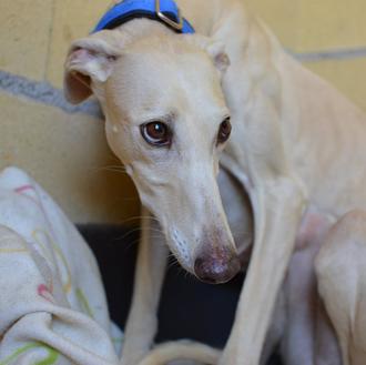 Animal Rescue recoge a 40 galgos y podencos en un …