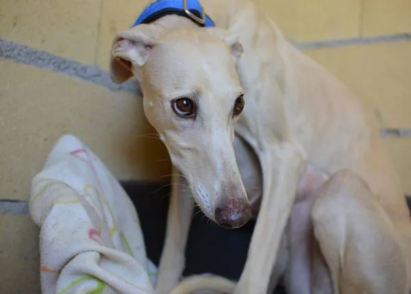 Animal Rescue recoge a 40 galgos y podencos en un mes: así es el final de la temporada de caza