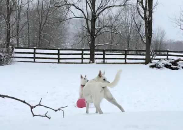 Los fabulosos vídeos perrunos de Keith Hopkin: canes al viento, jugando, repartiendo felicidad