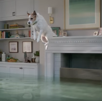 Cinco trastos pasándoselo en grande: los perros sirena en la …