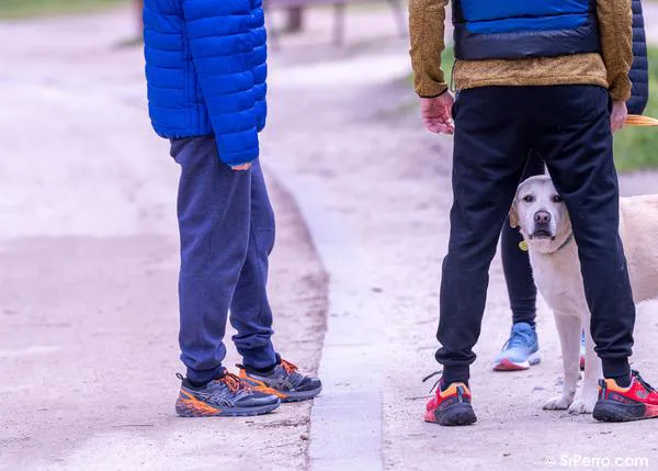Para una gran mayoría, convivir con un perro o un gato ayuda a reducir el estrés y la ansiedad, entre otros beneficios
