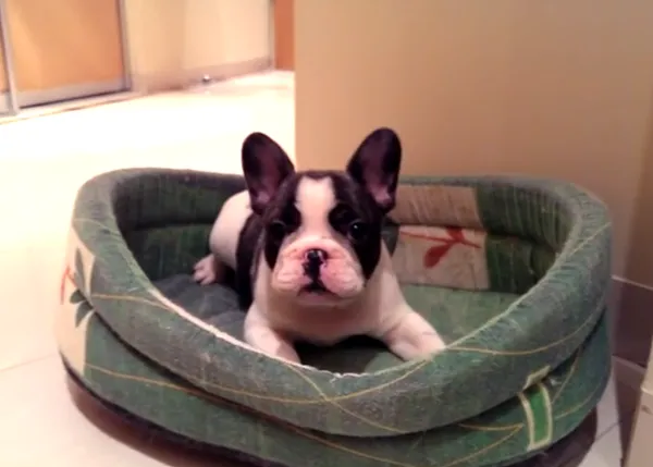 Greatest Hits de Pixel, el cachorro de Bulldog Francés que arrasa en Youtube