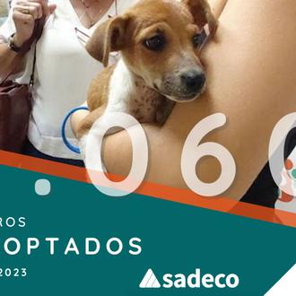 De perrera municipal a Centro de Sanidad y Bienestar Animal …