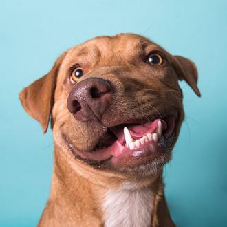 Picasso, el perro 
