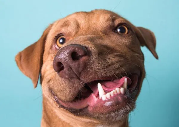 Picasso, el perro 