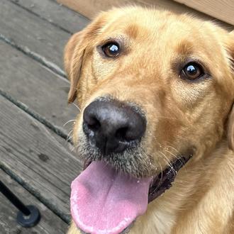 El grave y desconocido peligro para los perros de las …