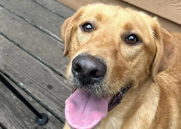 El grave y desconocido peligro para los perros de las bolsas de plástico, las bolsas con comida: pueden asfixiarse en 5 minutos