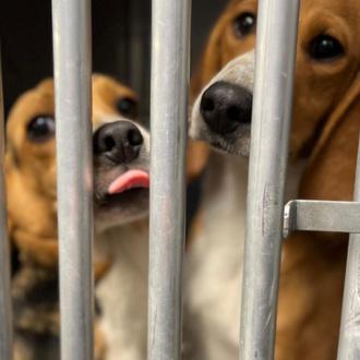 Comienza la nueva vida para 4000 Beagles liberados, perros que …