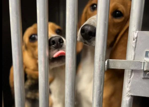 Comienza la nueva vida para 4000 Beagles liberados, perros que iban a ser utilizados en experimentos