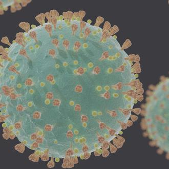 El coronavirus y los animales de compañía: consejos e información …