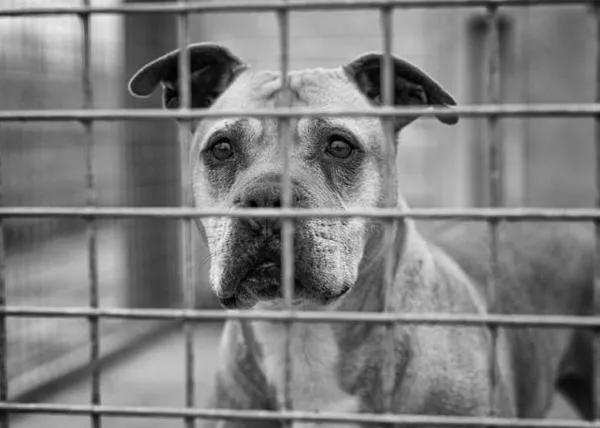 23 Horas: el nuevo proyecto de la protectora Salvando Peludos para potenciar las adopciones de PPP