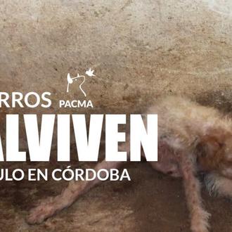 PACMA documenta y denuncia las condiciones en las que malviven …